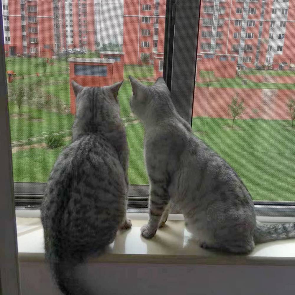 Cat Proof Screen - Black Edge / 100cm x 100cm: image 2